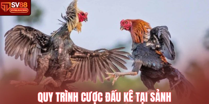 Quy trình cược đấu kê tại sảnh