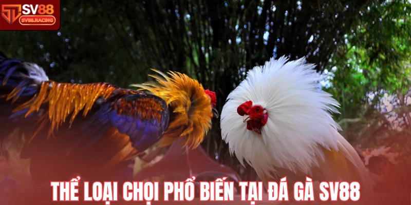 Thể loại chọi phổ biến tại đá gà Sv88